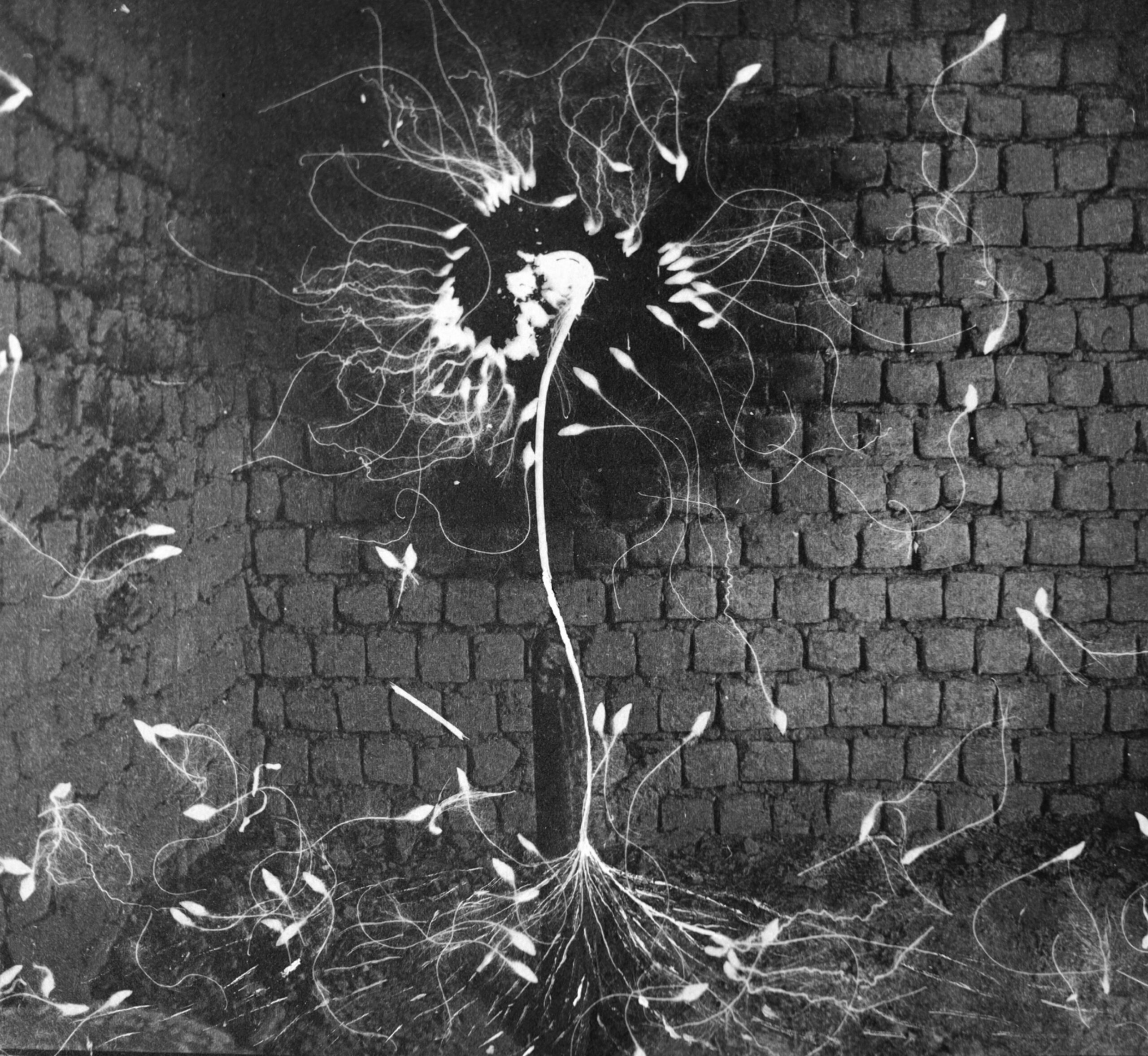 InCollage_20230621_21252 copy